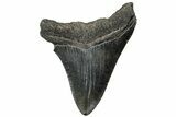 Serrated, Fossil Megalodon Tooth - South Carolina #310078-1